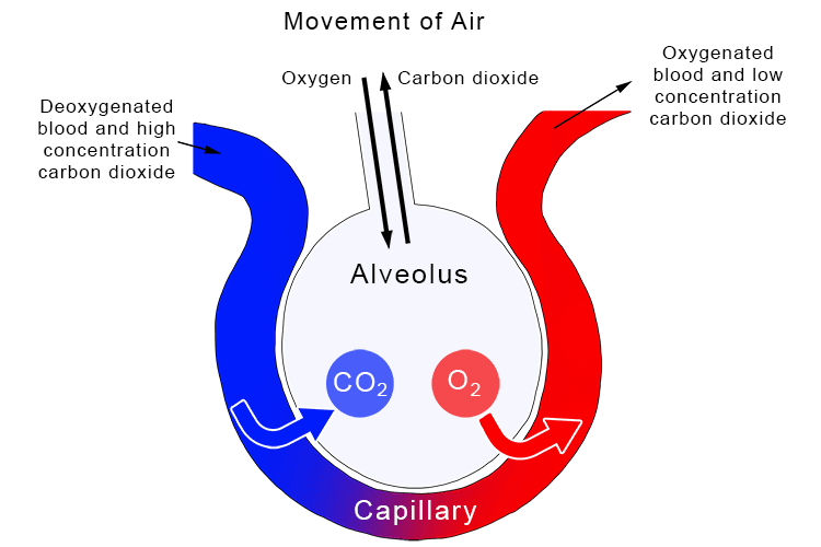 The large number of alveoli provide an enormous amount of surface area for gas exchange